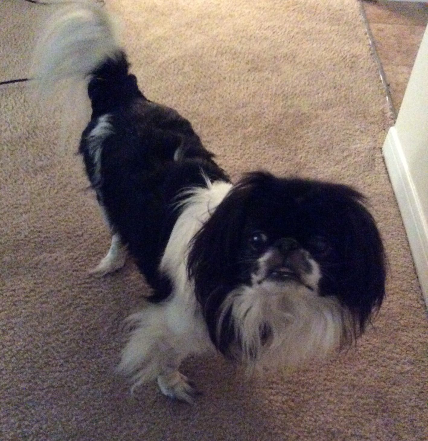 Sammy